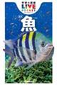 魚 新版