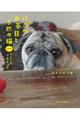 パグのお茶目と5匹の猫ときどきフレンチブルドッグ