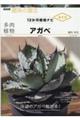多肉植物アガベ
