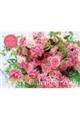 Atsushi Taniguchi Flower Calendar【S8】 2026