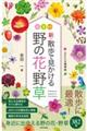 新・散歩で見かける野の花・野草