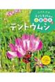 テントウムシ
