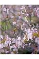 さくららら
