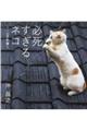 必死すぎるネコ〜一心不乱篇〜