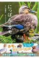 にっぽんのカモ