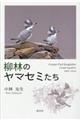 柳林のヤマセミたち