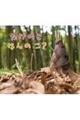 たけのこなんのこ?