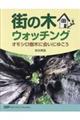 街の木ウォッチング