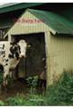 The Dairy Farm